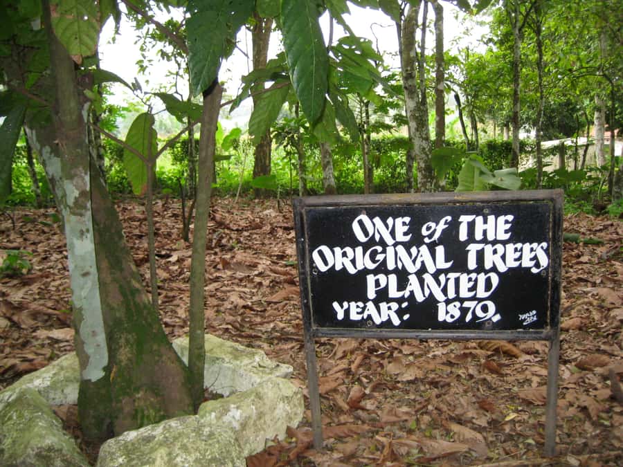 Accra Aburi Eco & Cocoa Experience: Gardens Waterfall &Lunch - Shopping at Aburi Crafts Village