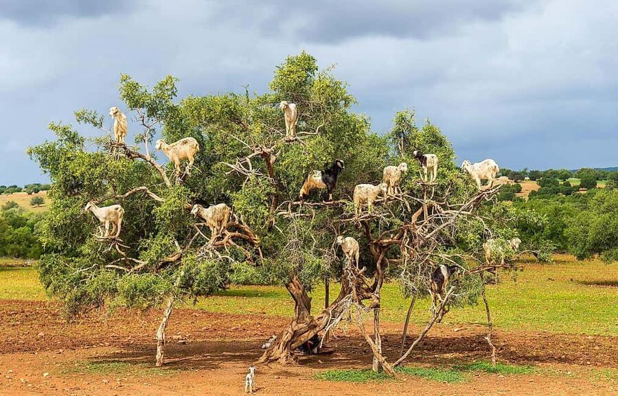 Agadir: High Atlas Mountains, Goats on Trees & Garden Tour - From Agadir to the argan-tree goats