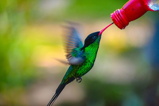 Ahhh Ras Natango Gallery and Garden Private Transfer - What the Private Format Adds