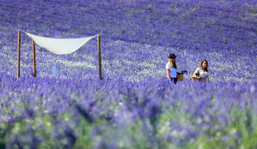 Aix-en-Provence: Lavender Fields Visit - Walking the three-hectare lavender field