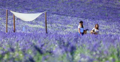 Lavender Fields Visit