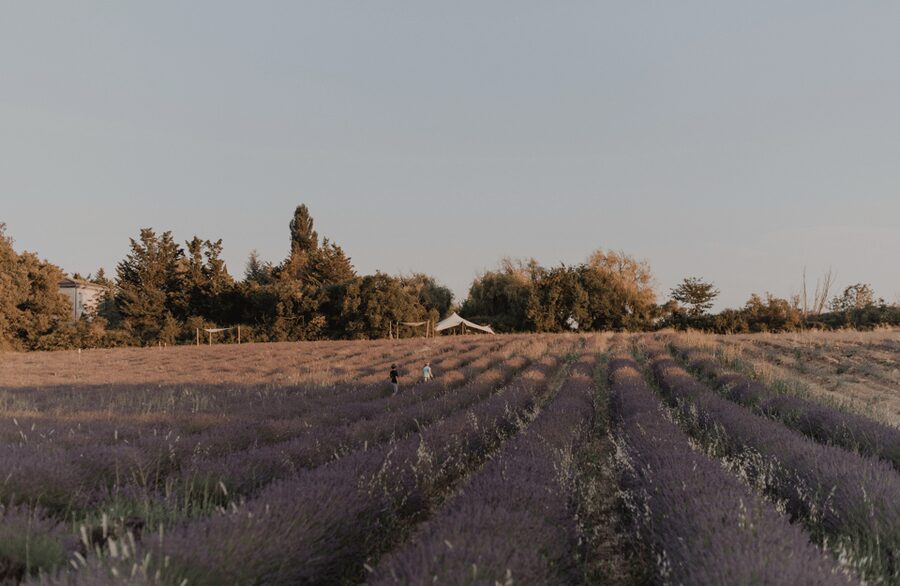 Aix-en-Provence: Lavender Fields Visit - Who will enjoy Terre Ugo most?