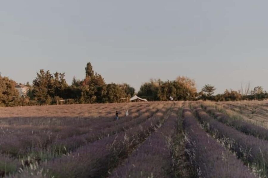 Aix-en-Provence: Visit a Lavender Field + Snacking at TERRE UGO - Key points to know before booking
