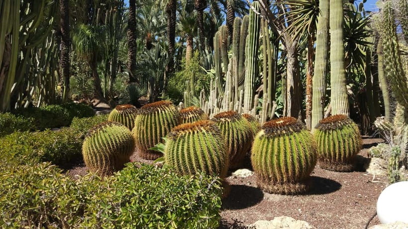 Alicante: UNESCO Heritage Palm grove + Artistic Garden Tour - What the guiding is really like
