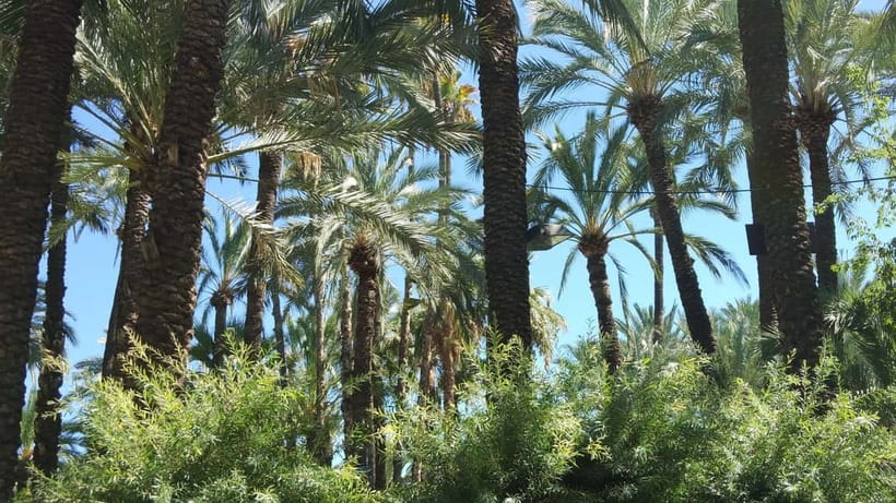 Alicante: UNESCO Heritage Palm grove + Artistic Garden Tour - A BMW instead of a bus
