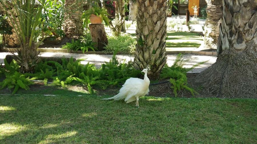 Alicante: UNESCO Heritage Palm grove + Artistic Garden Tour - The final call: convenient, unusual, and guide-dependent