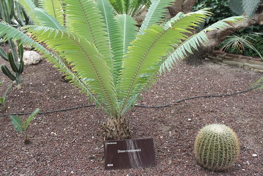 Alicante: UNESCO Heritage Palm grove + Artistic Garden Tour - Huerto del Cura and the Imperial Palm