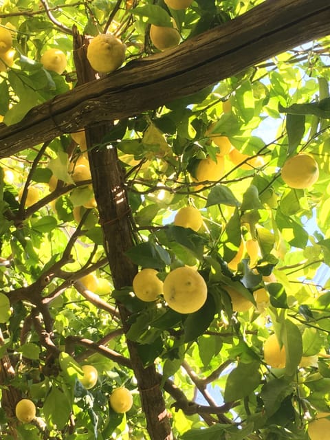 Amalfi Organic Lemon Tour & Tasting in the Historical Garden - Walking through a vertical farm
