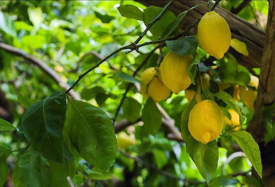 Amalfi Organic Lemon Tour & Tasting in the Historical Garden - What the $59 price buys you