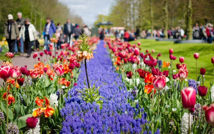 Amsterdam: Day Tour Keukenhof and Zaanse Schans Windmills - Zaanse Schans: windmills, cheese, and wooden shoes