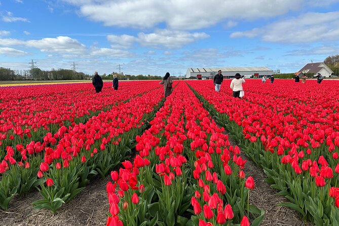 Amsterdam: Day trip to Tulip Farm, Keukenhof + Windmill Cruise - De Tulperij and the Jansze family farm