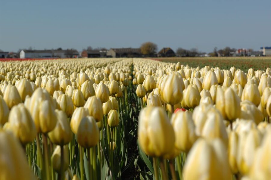 Amsterdam: Half-Day Flower Fields and Keukenhof Bicycle Tour - Riding through the tulip fields near Lisse