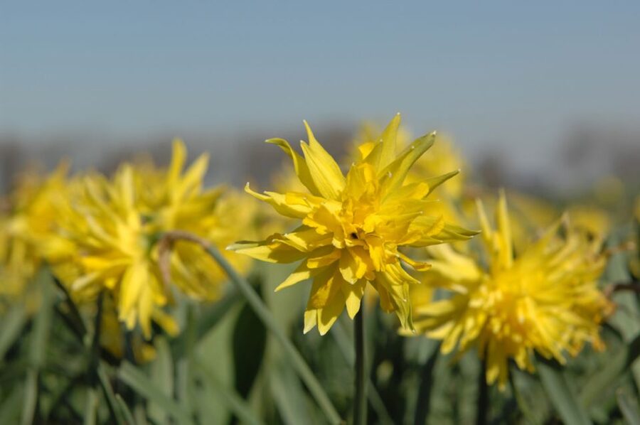 Amsterdam: Half-Day Flower Fields and Keukenhof Bicycle Tour - Meeting at Amsterdam Central Station