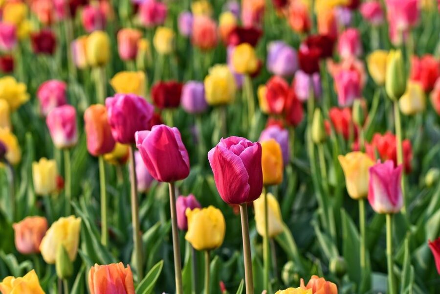 Amsterdam: Keukenhof and Zaanse Schans Live Guided Day Tour - Cheese tasting adds flavor to the day