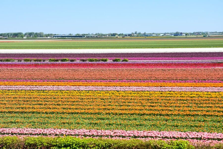 Amsterdam: Keukenhof and Zaanse Schans Live Guided Day Tour - Meeting at Amsterdam Central Station