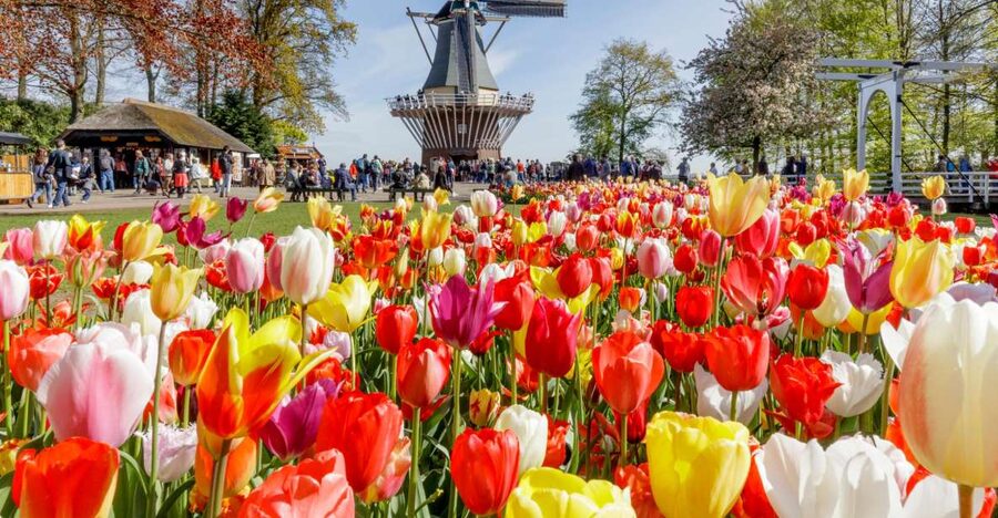 Amsterdam: Keukenhof and Zaanse Schans Live Guided Day Tour - Who will enjoy this day most?