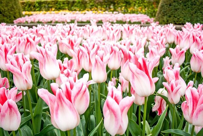 Amsterdam: Keukenhof Entry & Shuttle Bus with Flexible Return - What you will find beyond the tulips
