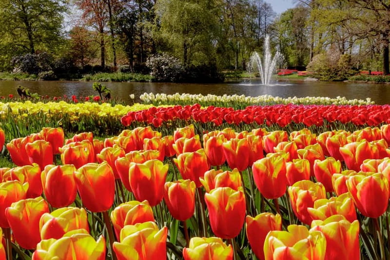 Amsterdam: Keukenhof Entry & Shuttlebus with Flexible Return - Entering Keukenhof with no fixed tour route