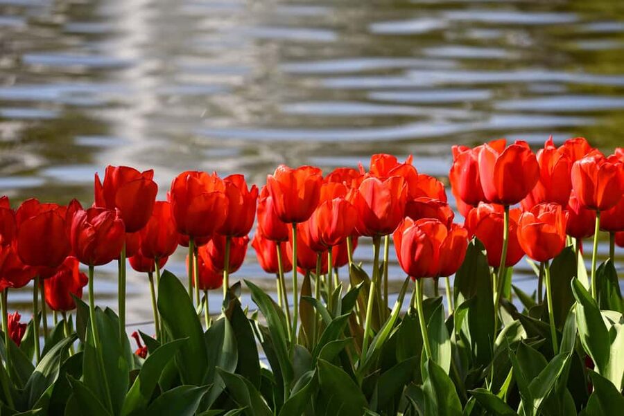 Amsterdam: Keukenhof Gardens Guided Tour Spanish and English - Four royal-named pavilions to seek out