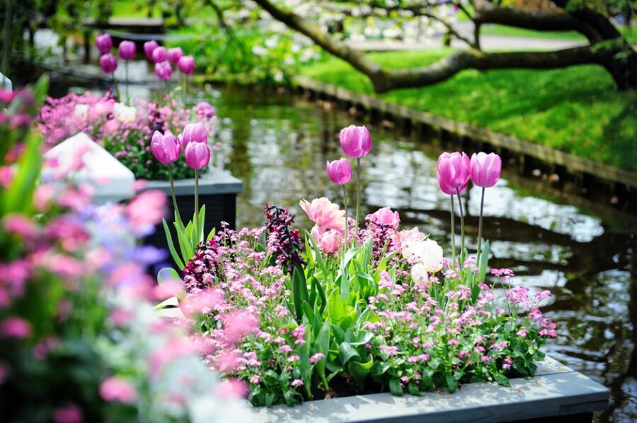 Amsterdam: Keukenhof Gardens Guided Tour Spanish and English - How to use your three and a half hours