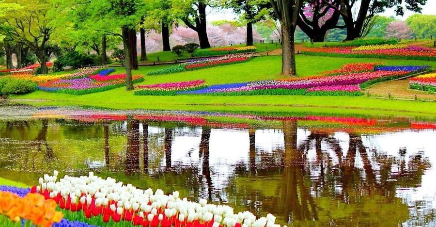 Amsterdam: Keukenhof Gardens Private Sightseeing Tour - What the private Mercedes ride adds