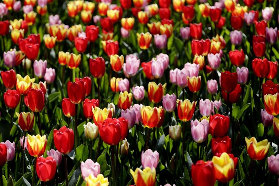Amsterdam: Keukenhof Ticket with Shuttle Bus + Canal Cruise - Getting to the coach from Amsterdam Central