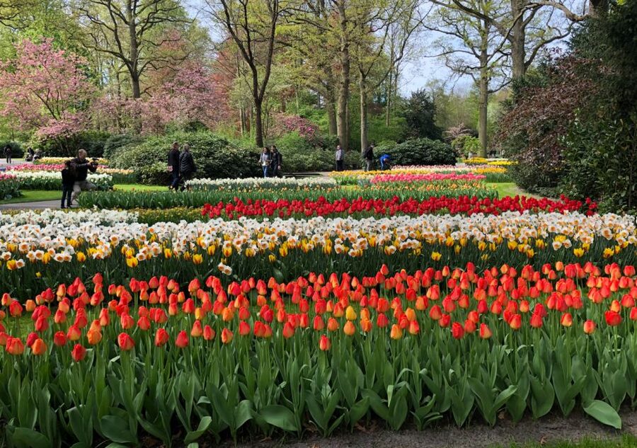 Amsterdam: Keukenhof Tulip Garden and Giethoorn Experience - Giethoorn by boat and on foot
