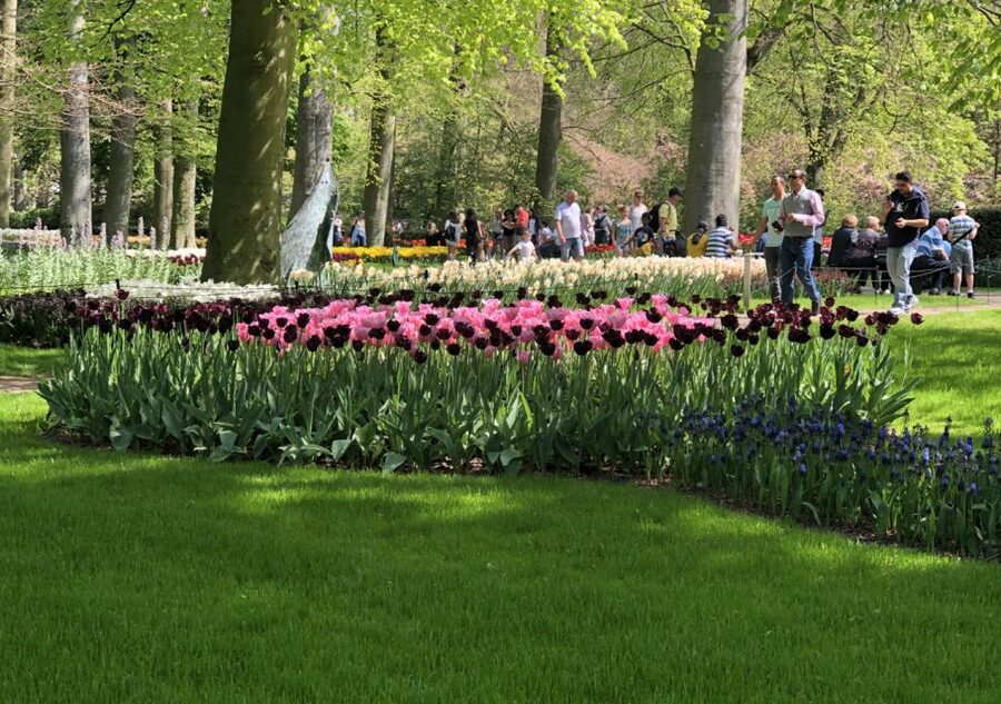 Amsterdam: Keukenhof Tulip Garden and Giethoorn Experience - What $175 gets you