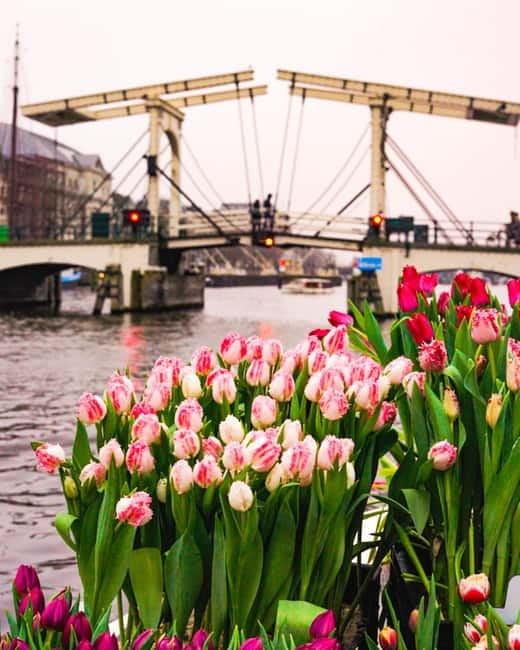 Amsterdam: Premium Tulip Boat Canal Tour - Is $33 good value for one hour?