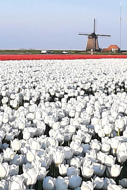 Amsterdam:Private guided Non Touristic Tulip & Windmill tour - The Schermer and the mechanics of a Dutch windmill