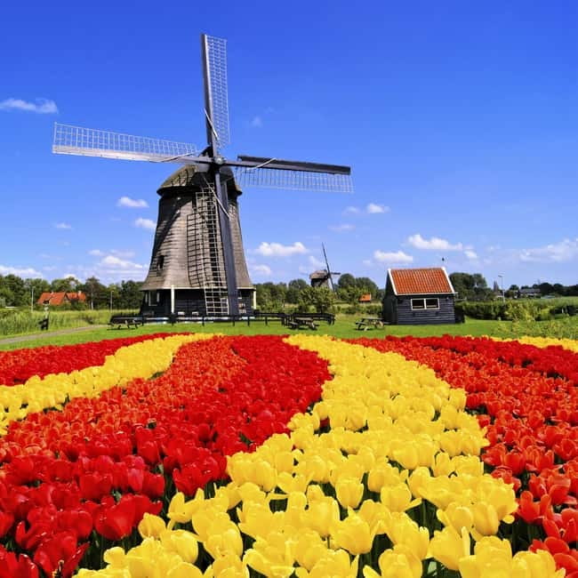 Amsterdam: Private Keukenhof and Free Tulip Tour - Key points at a glance