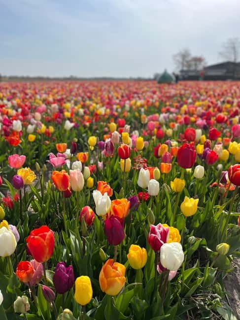 Amsterdam: Private Keukenhof and Free Tulip Tour - Who should book this experience