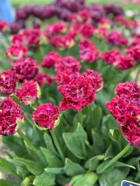 Amsterdam: Private Keukenhof and Free Tulip Tour - My take: a strong choice for comfort and flower-field access