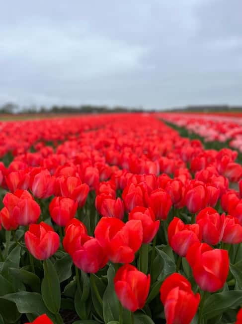 Amsterdam: Private Keukenhof and Free Tulip Tour - Pickup from Amsterdam, Schiphol, and beyond