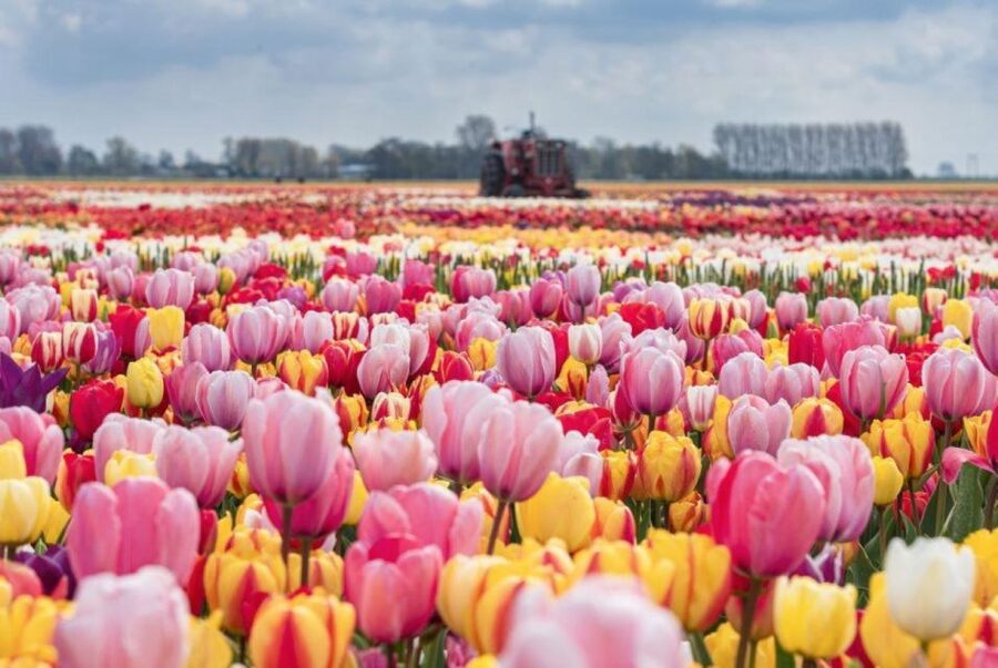 Amsterdam: Private tour Tulips, Keukenhof, Windmill & Cheese - The private Mercedes changes the pace