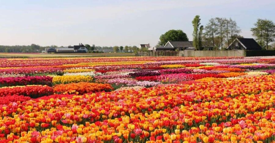 Amsterdam: Private tour Tulips, Keukenhof, Windmill & Cheese - My call: a strong choice for variety, not for lingering