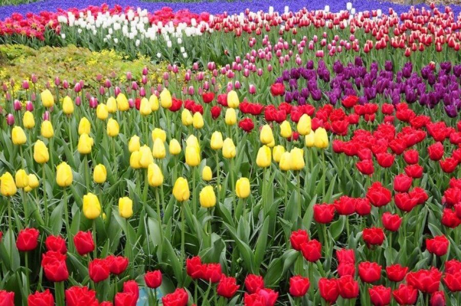 Amsterdam: Private tour Tulips, Keukenhof, Windmill & Cheese - FAQ