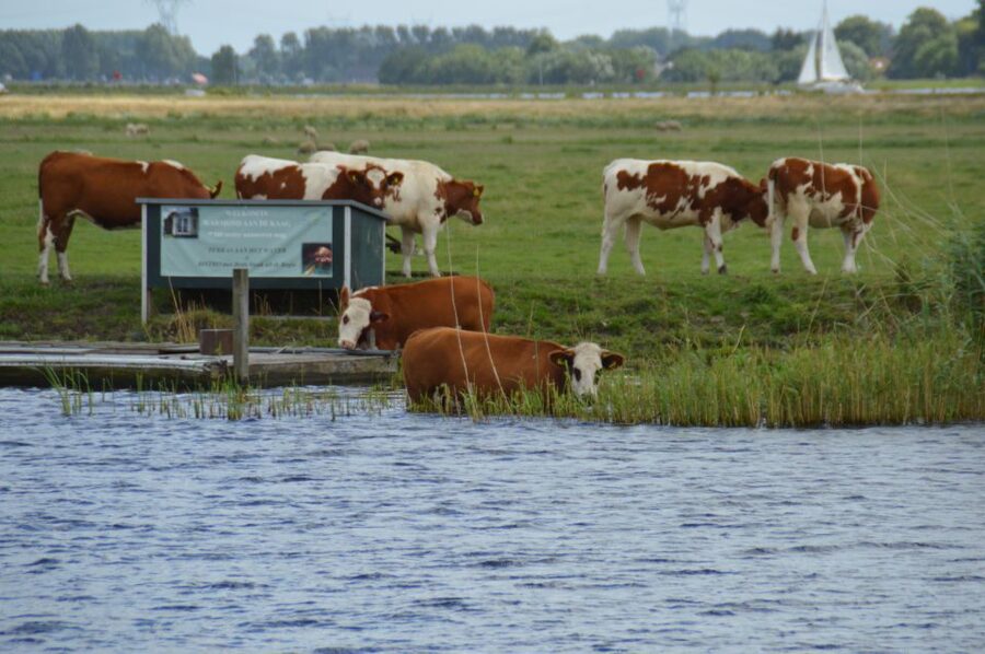 Amsterdam: Tour to Keukenhof Gardens with Windmill Cruise - Who will enjoy this day trip most?