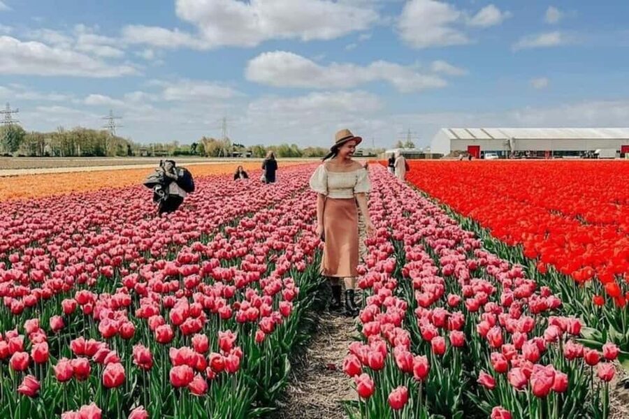 Amsterdam: Tulip Farm Visit, Keukenhof, and Windmill Cruise - Why this $99 day trip works