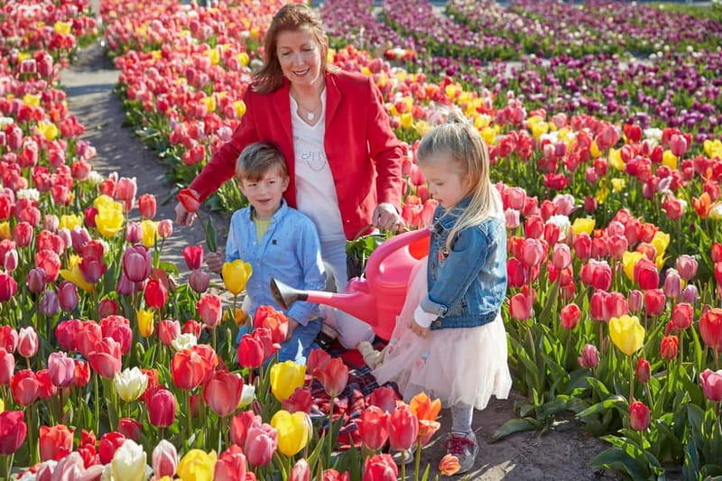 Amsterdam : Tulip Wonderland Tour - Key points at a glance
