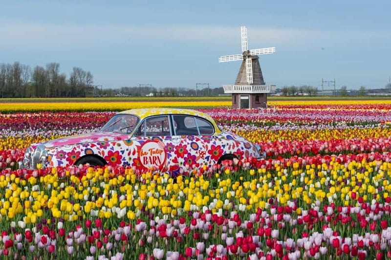 Amsterdam : Tulip Wonderland Tour - Who should book this experience?