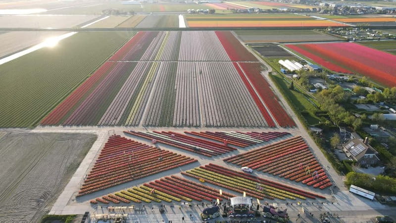 Amsterdam : Tulip Wonderland Tour - Two hours among the tulips