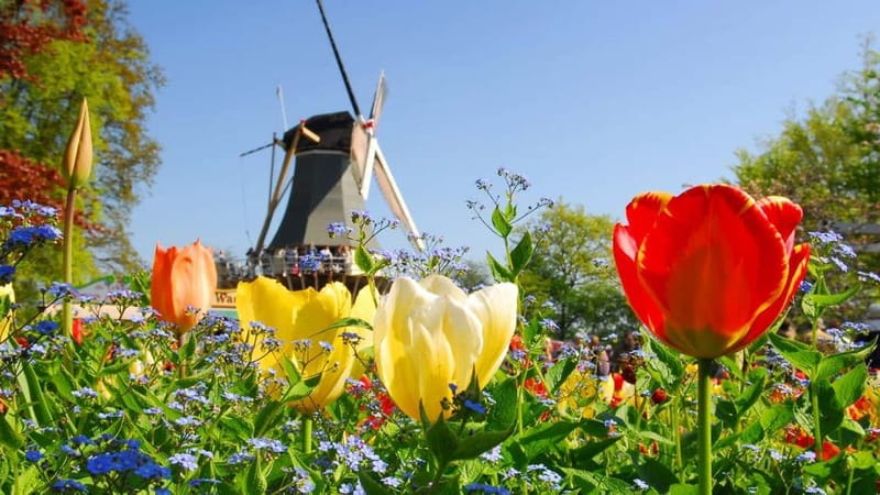Antwerp: Full-day Holland Guided Keukenhof & Windmills Tour - Key points to know before booking