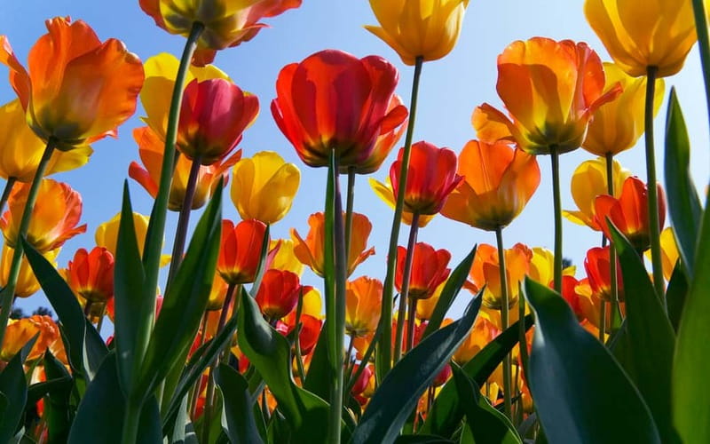 Antwerp: Full-day Holland Guided Keukenhof & Windmills Tour - Who should book this day