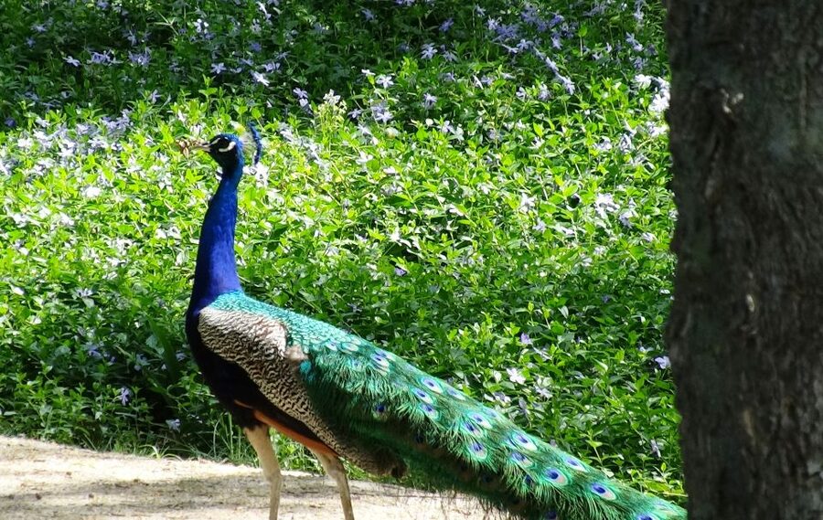 Aranjuez: Garden of The Prince Entry Ticket and Guided Tour - Key points at a glance