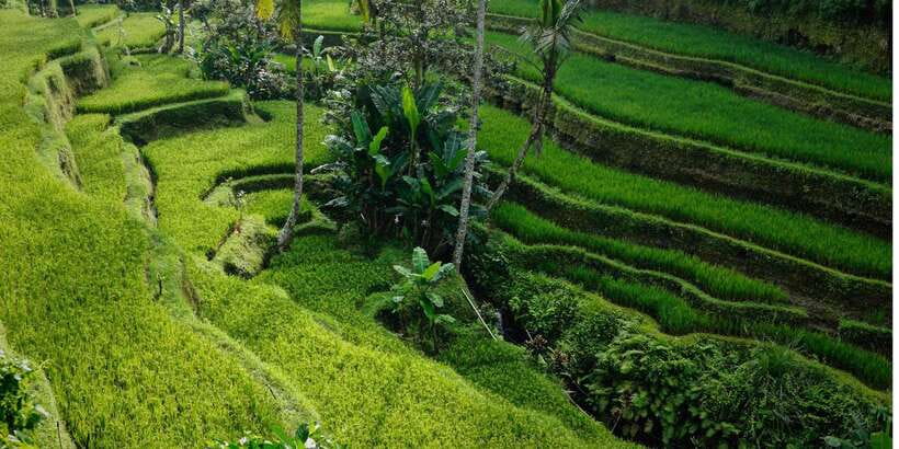 Bali: Secret Garden, Ulun Danu Temple and Waterfall Tour - Sambangan Village and the rice terraces