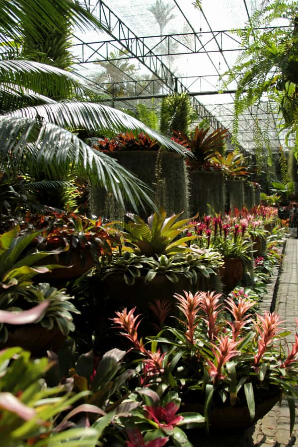 Bangkok: Nong Nooch Garden - The Bangkok pickup sets the tone