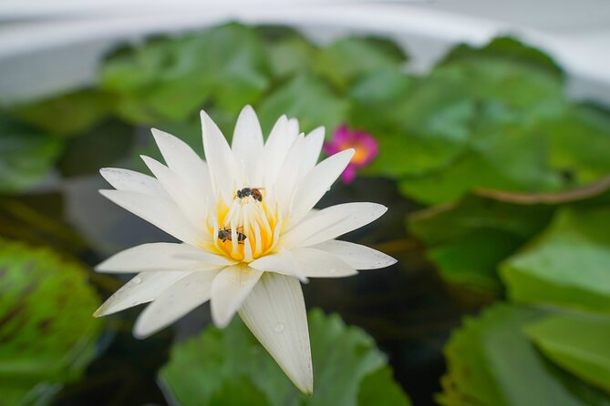 Bangkok Wat Pho and Flower Market Historical Walking Tour - Tuk-tuk streets and Pak Khlong Talad