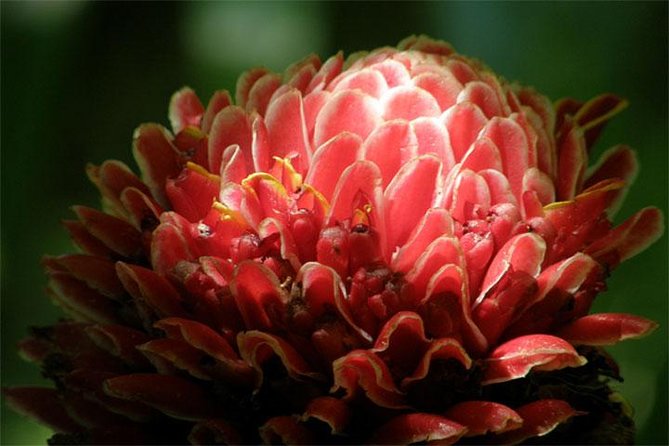 Barbados Small-Group Garden & Wildlife Half-Day Tour - Why this half-day tour works well