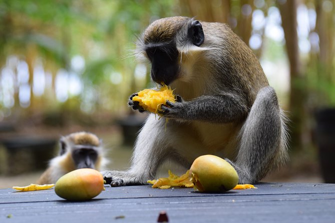 Barbados Small-Group Garden & Wildlife Half-Day Tour - Lunch and the long middle stretch